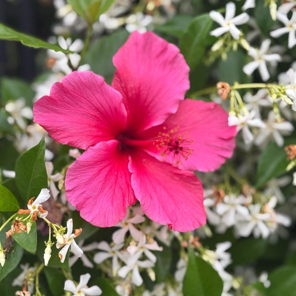 Meet your Posher, Alexandra